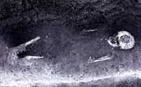 成川遺跡土坑墓から発見された人骨