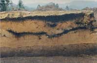 大中原遺跡のアカホヤ火山灰に埋まった炭化木