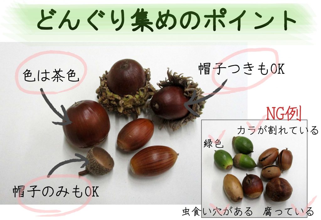縄文の森にドングリの季節がやってきました 鹿児島県上野原縄文の森