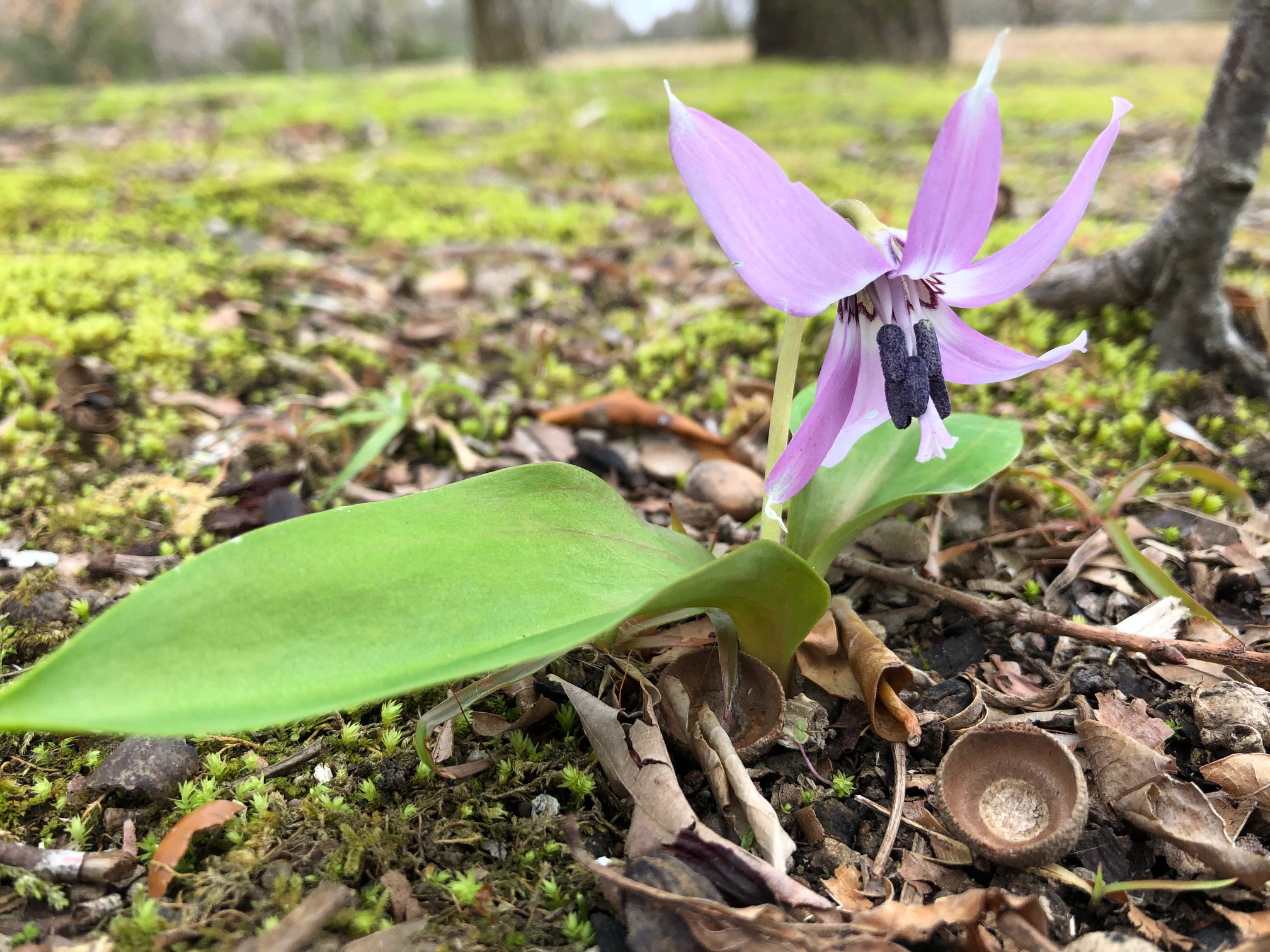 カタクリの花が咲き始めました 鹿児島県上野原縄文の森